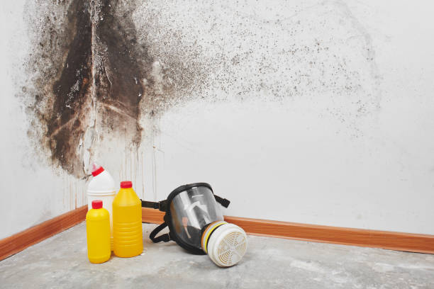 Best Mold Cleaning Services  in Westfield, NJ