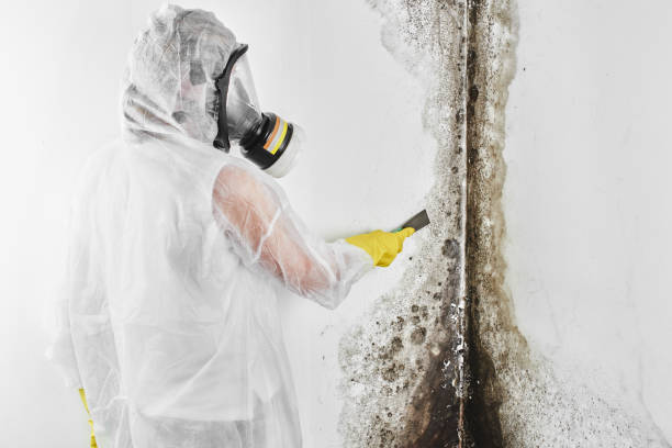 Mold Testing and Removal in Westfield, NJ