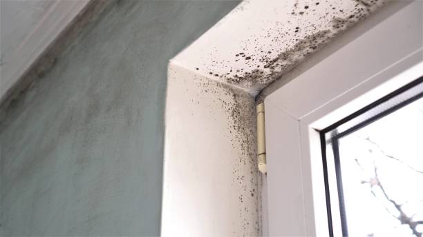 Mold Removal and Inspection in Westfield, NJ