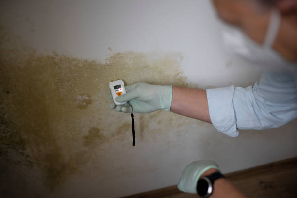 Best Local Mold Removal Service  in Westfield, NJ