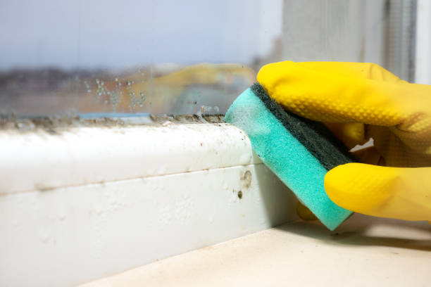 Best Mold Cleaning Services  in Westfield, NJ