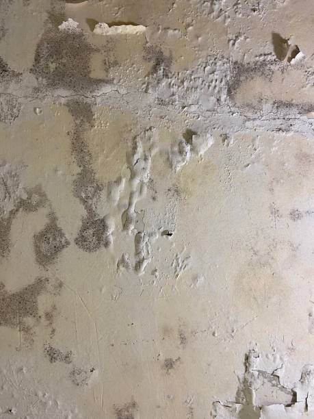 Best Black Mold Removal  in Westfield, NJ