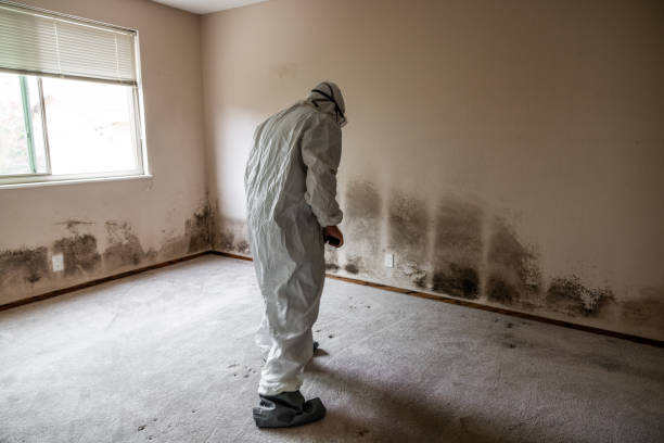 Trusted Westfield, NJ Mold Removal Experts