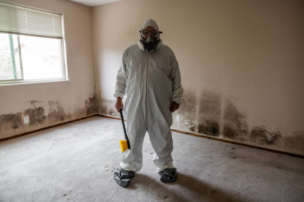 Reliable Westfield, NJ Mold Removal Solutions