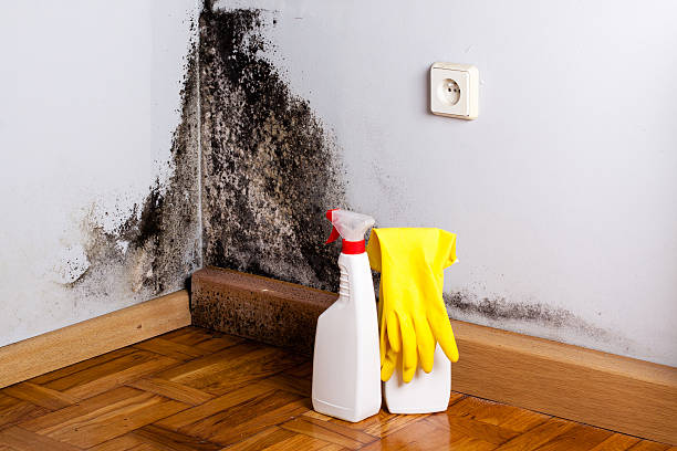 Best Toxic Mold Removal  in Westfield, NJ